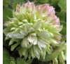 Клематис Мидори (Midori)